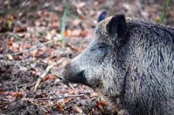 boar Meme Template