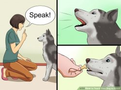 Tech your dog to speak Meme Template