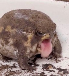 Coughing frog Meme Template