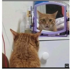 Cat Looking in Mirror Meme Template