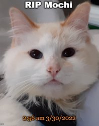 aloha oe Mochi Meme Template