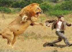 Lion Chasing Man Meme Template
