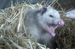 Raging Opossum Meme Template