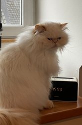 Morti the persian cat Meme Template