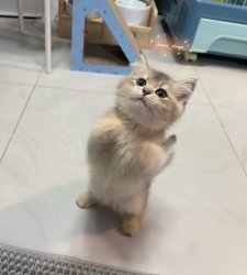 mr cat gagan Meme Template