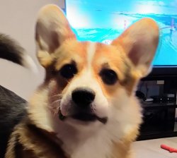 Surprised Corgi Meme Template