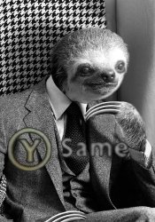 Gentleman sloth y same Meme Template