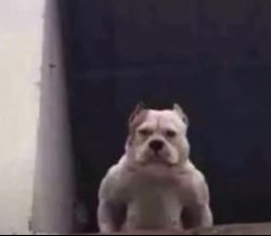 BOBYa No drip? Meme Template