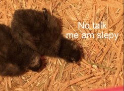 Chick no talk me am slepy Meme Template