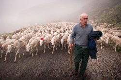 Man Herding Sheep Meme Template