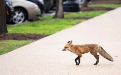 Fox on the run Meme Template