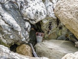 weasel hidding Meme Template