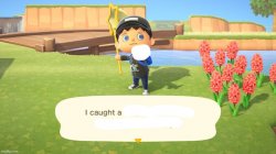 Animal Crossing I caught a thing Meme Template