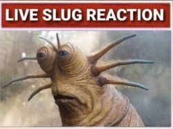 Live slug reaction Meme Template