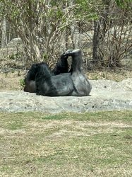 Gorilla Lying Down Meme Template