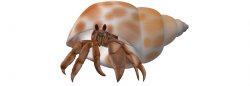3D hermit crab Meme Template