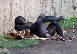 MonkeyBalls Meme Template