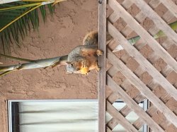 Bartleby the Squirrel Meme Template