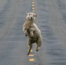 dancing sheep Meme Template