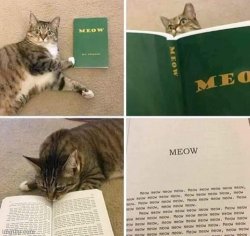 Cat reading meow book Meme Template