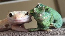 Smiling Lizard Couple Meme Template