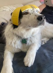 Fruit hat dog Meme Template