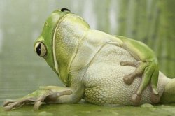 Frog Full Belly Meme Template