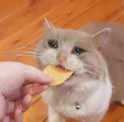 Sad cat eating chip Meme Template