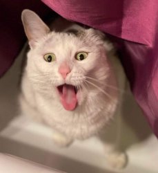 Puking cat Meme Template