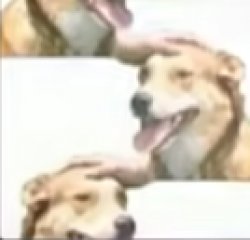 dog pat dog Meme Template