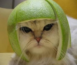 Cat With Lime Football Helmet Meme Template