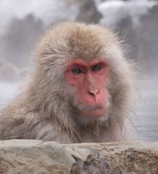 Snow Monkey Meme Template