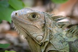 Columbian green iguana Meme Template