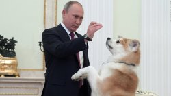 Putin's dog. Donald Trump or Tucker Carlson? Meme Template