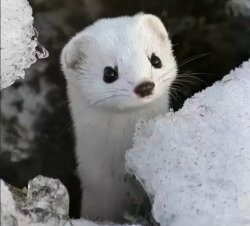 Ferret boi Meme Template