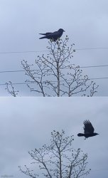 Crow fly away Meme Template