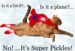 Super cat Meme Template