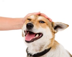 petting-a-dog-transparent Meme Template