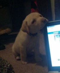 Dog biting Laptop Meme Template