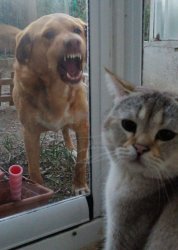 Cat and angry dog Meme Template