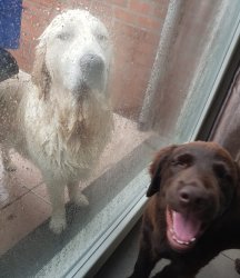 Dog in rain and dog laughing Meme Template