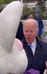 Biden bunny Meme Template