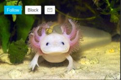 AxolotlDudes announcement template Meme Template