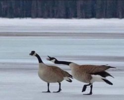 Geese Meme Template