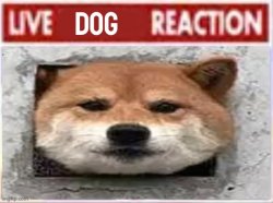 Live dog reaction Meme Template