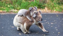 Clingy Koala Meme Template