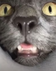 what u say? Meme Template