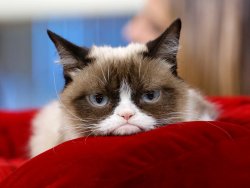 Grumpy Cat is Bored Meme Template