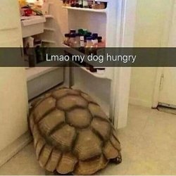 My dog hungry Meme Template