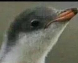 Life Meme Template